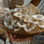 Les champignons médicinaux sont-ils dangereux ?
