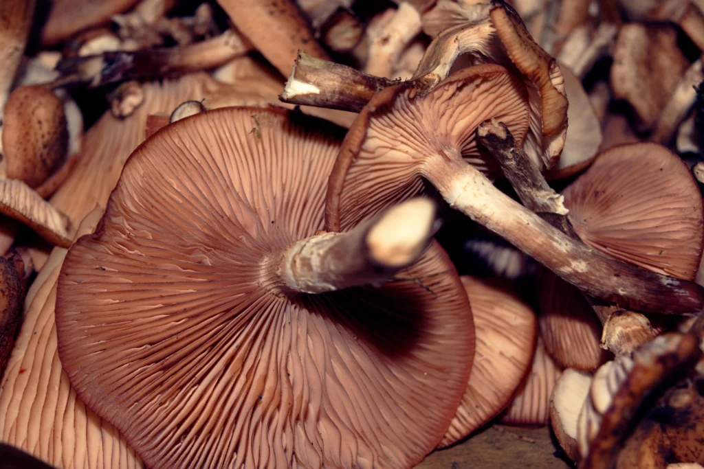 champignons médicinaux